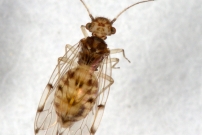 Un Psoque (Psocoptre - Ectopsocidae - Ectopsocus petersi)